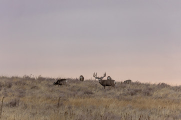 Mule Deer Buck and Does in the Fall Rut