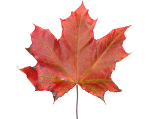 Fototapeta premium maple leave isolated on white background