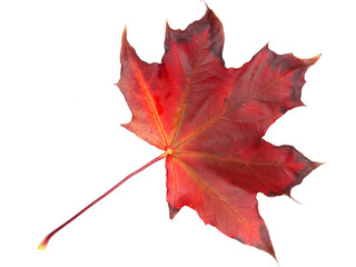 maple leave isolated on white background