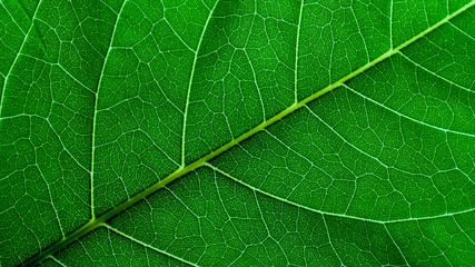 Texture and detail of green leaf.