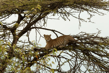 leopard in a tree
