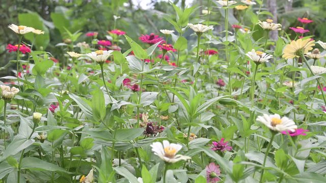 Beautiful colorful flowers in the garden
