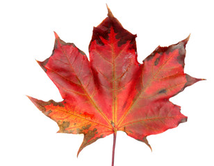 maple leave isolated on white background