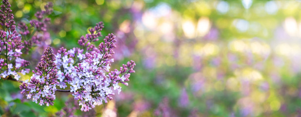 Lilac spring flowers bunch. Beautiful blooming violet lilac flower in a garden, closeup. Spring...