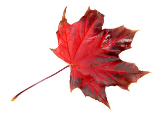 maple leave isolated on white background