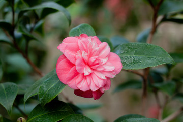 Pink camellia during flowering with green leaves, close up