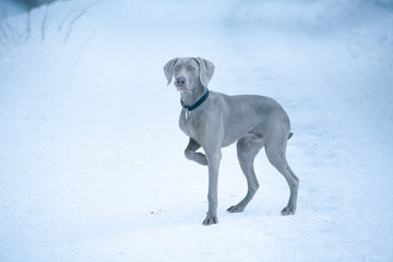weimaraner vorstehhund an einem kalten wintertag