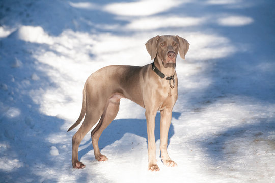 weimaraner vorstehhund im winterwald mit schnee