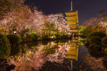 京都府 東寺 桜 ライトアップ 
