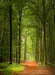 Naklejka premium A path leads through a mystical high forest. The sun is shining. Concept: deserted landscapes in Germany