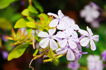 natural beautiful small fillet jasmine flowers with green leaves