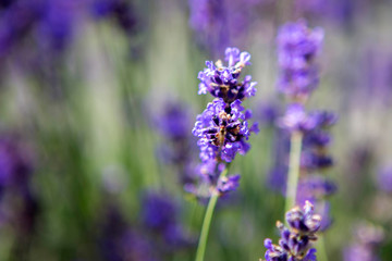 Obraz premium Purple lavender in a field
