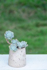 Pot of Pale Blue Echeveria Succulent Flowering Plant on White Table Top ,Green yard background