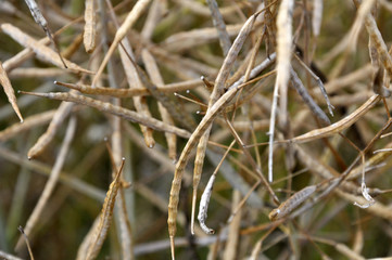 Rape pods ripen on the stems in the field.