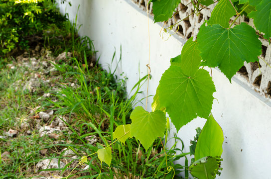 Leaves Of Vitis Vinifera Vine