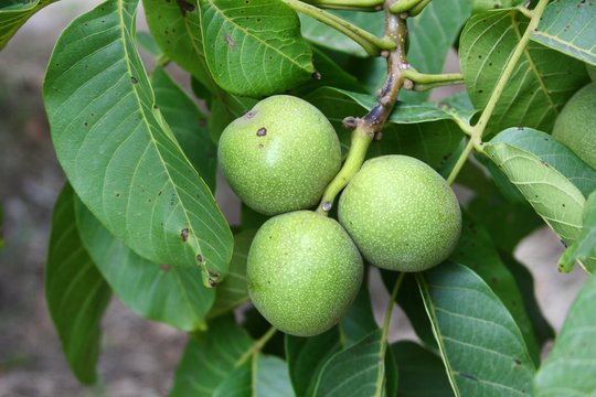 unripe walnuts on the branch