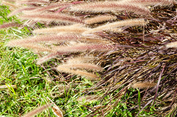 Purple Fountain Grass