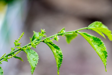 caterpillar on a leaf
