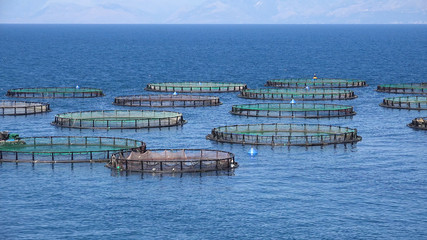 Fish Farm on Sea, Hatchery Fishing, Greece Aquaculture, Marine Fish Farm, Feeding