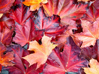 autumn background forest with maple trees and sunny beams