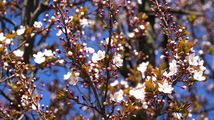 Blossom Trees Orchard in Spring,  Fruits Flowers Blooming, Cherry Branches