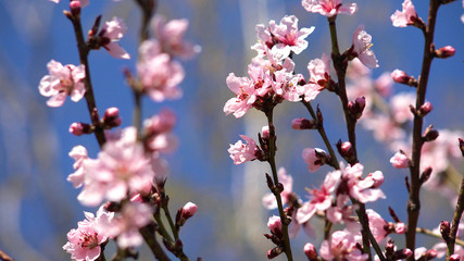 Blossom Trees Orchard in Spring,  Fruits Flowers Blooming, Cherry Branches