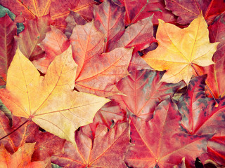 Naklejka na ściany i meble autumn background forest with maple trees and sunny beams