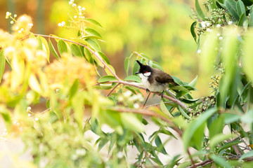 Red-Whiskered Bulbul Bird in Nature Perched on a Tree in Daylight.