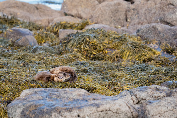 European Otters(Lutra lutra) mother and cub resting on shore