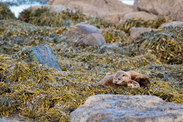 European Otters(Lutra lutra) mother and cub resting on shore