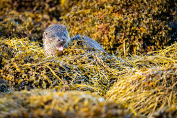Close up of yawning European Otter (Lutra lutra)