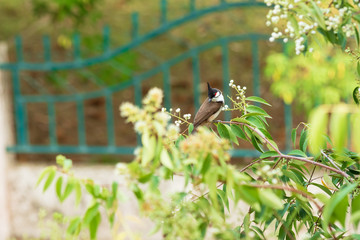 Red-Whiskered Bulbul Bird in Nature Perched on a Tree.