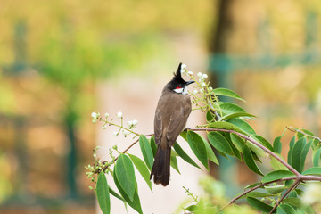 Red-Whiskered Bulbul Bird in Nature Perched on a Tree and Eating flower Food.