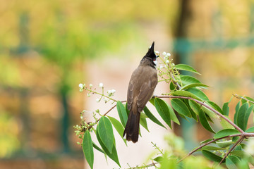 Red-Whiskered Bulbul Bird in Nature Perched on a Tree and Eating flower Food.