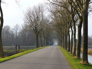 Winter avenue of trees