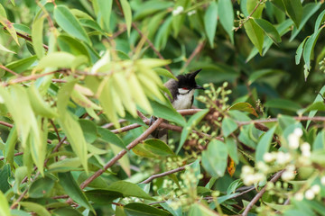 Red-Whiskered Bulbul Bird in Nature Perched on a Tree.