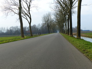 Fototapeta premium Winter avenue of trees