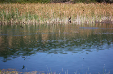 Reeds in the lake. Natural scenery. House Martin (Delichon urbica)
