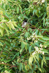 Red-Whiskered Bulbul Bird in Nature Perched on a Tree.