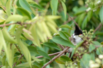 bulbul bird in Nature perched on a tree.