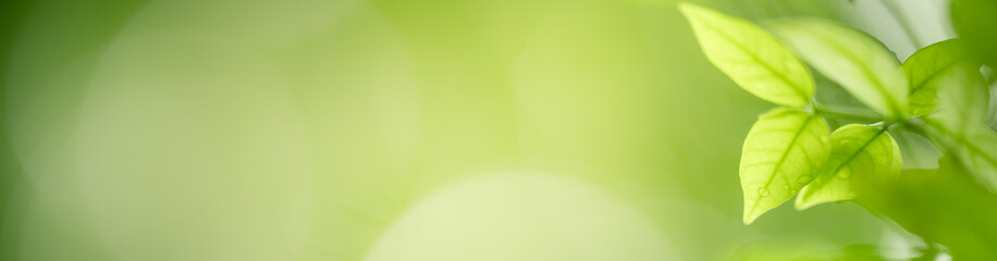 Nature of green leaf in garden at summer. Natural green leaves plants using as spring background cover page greenery environment ecology wallpaper