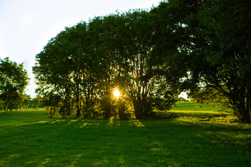 HDR picture of the sunset through tall trees