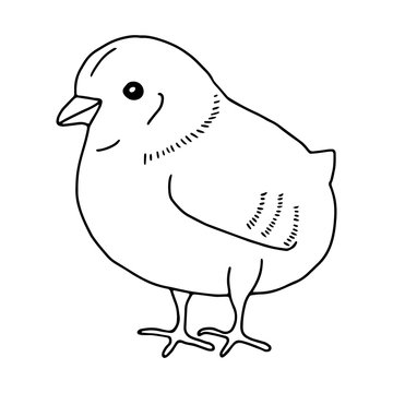Chicken hand drawn line drawing. Contour drawing.Doodles.Drawing for Easter holiday. Little chicken.The bird home.Vector