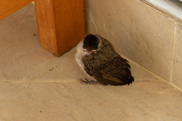 Little baby bulbul bird Stay on a Floor