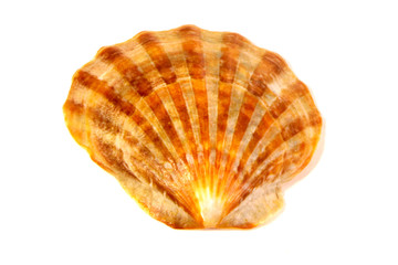 Sea shells isolated. White background.