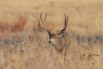 Naklejka na ściany i meble Mule Deer Buck in Fall in Colorado