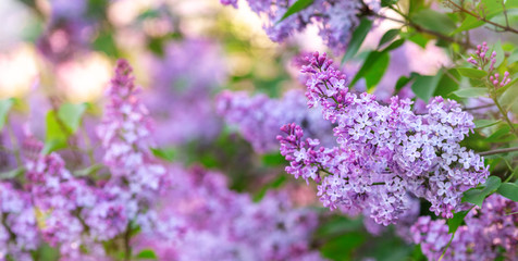Lilac spring flowers bunch. Beautiful blooming violet lilac flower in a garden, closeup. Spring blossom