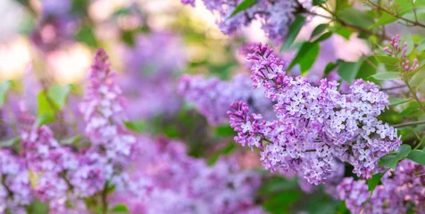 Foto auf Leinwand Lilac spring flowers bunch. Beautiful blooming violet lilac flower in a garden, closeup. Spring blossom © lizaelesina