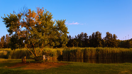 bench under a tree next to a dam in the sunset