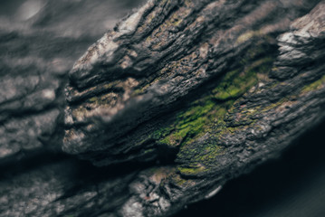 wood texture macro